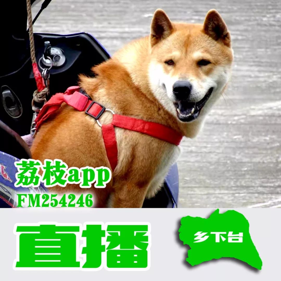 关于荔枝app官方下载的信息