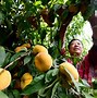 丝瓜视频下载app安卓_(丝瓜视频下载app安卓手机)