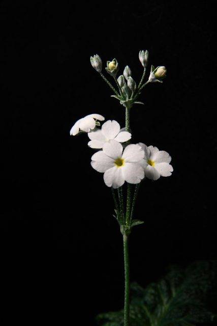 白花剪辑素材视频下载(白花剪辑素材视频下载软件)